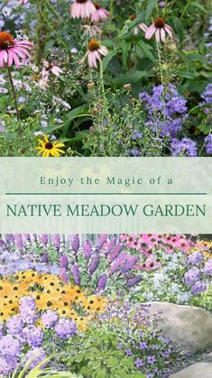 an image of native meadow garden with flowers and plants in the foreground text reads enjoy the magic of a native meadow garden