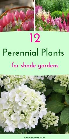 flowers with the title 12 perennial plants for shade gardens in green and pink colors, including white