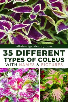 different types of coleus plants with names and pictures