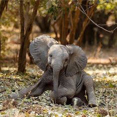 an elephant is sitting in the grass near trees