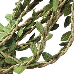 some green leaves and rope on a white background