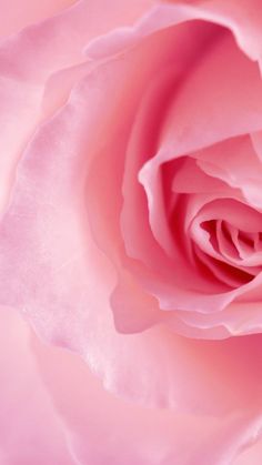 a close up view of the center of a pink rose