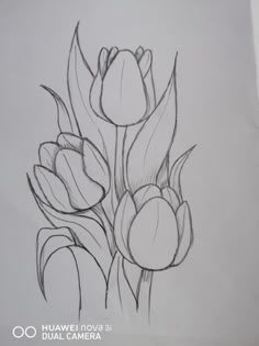 a pencil drawing of tulips on a sheet of paper