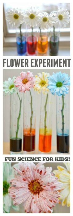 flowers in vases with the words flower experiment fun science for kids on top and bottom