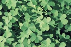 many green leaves are arranged in the shape of clovers