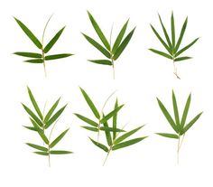 green bamboo leaves on white background