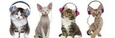 four kittens wearing headphones and listening to music