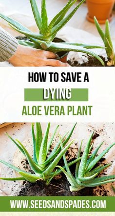 how to save a dying aloe vera plant