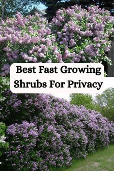 the best fast growing shrubs for privacy in your yard or garden are easy to grow