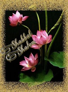 there are pink flowers with green leaves in the middle of this picture and words shashad shalon on it