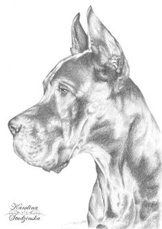 a pencil drawing of a dog's head