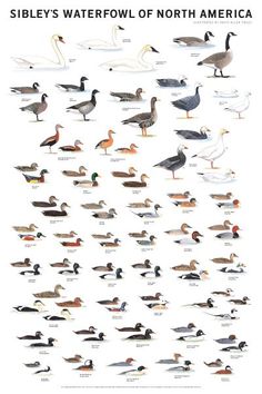 an image of birds that are standing in the water with words above them reading sibbe's waterfowl of north america