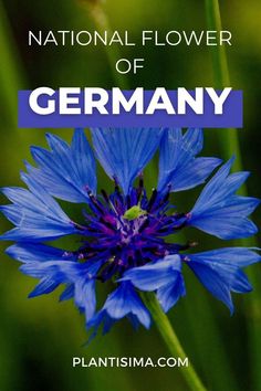 Find all about the national flower of Germany in our article. How did they choose that flower, why, and much more. Germany Tattoo, German Tattoo, German Flower, National Symbols, The National, The History