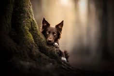 a dog is peeking out from behind a tree