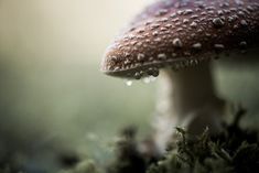 a close up of a mushroom with drops of water on it