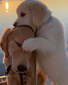 two dogs that are hugging each other by the water