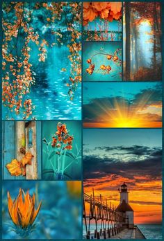 a collage of different pictures with flowers and water in the background at sunset or dawn