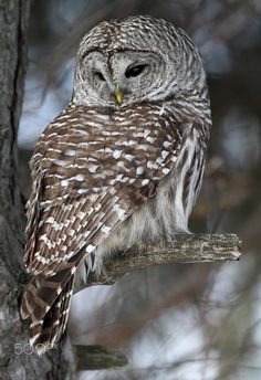 an owl sitting on top of a tree branch