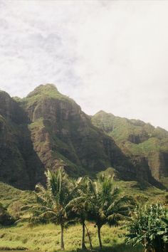 palm trees and mountains in the background