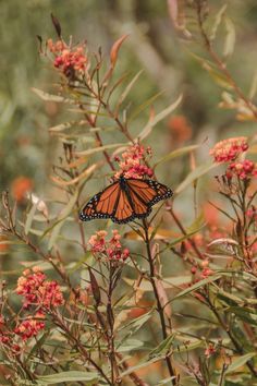 a butterfly that is sitting on some flowers