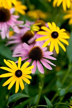 some very pretty yellow and pink flowers in the grass