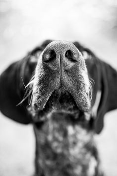 a black and white photo of a dog's face with its tongue hanging out