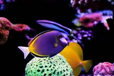 an aquarium filled with colorful fish and corals