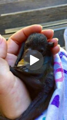 a person holding a baby bird in their hand