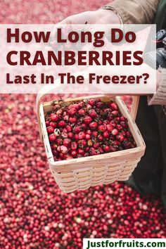 Cranberries How To Store Raspberries In Fridge, Storing Raspberries In Fridge, How To Keep Berries Fresh In Fridge, How Long Does Fruit Last In Fridge, How To Keep Vegetables Fresh Longer In Fridge, Potato Juice, Canned Cranberries, Cranberry Scones, Blueberry Bushes