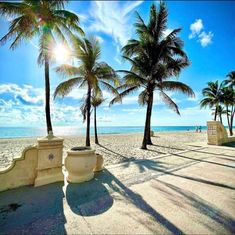 palm trees on the beach with blue sky and water in the backgrouds