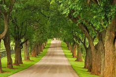 an empty road lined with trees in the middle of a green grass covered park area