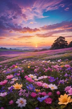 a field full of flowers with the sun setting in the background