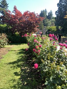 pink flowers line the edge of a garden