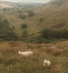 two sheep standing in the middle of a grass covered field with hills in the background