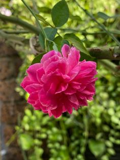 a pink flower is blooming in the garden