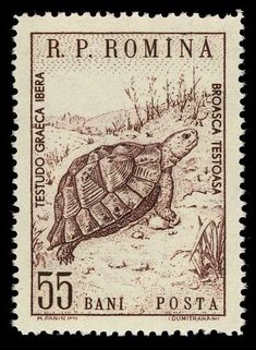 an old postage stamp with a turtle on it's back and the words r p roma