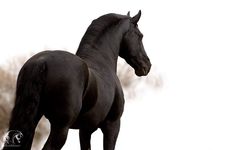 a black horse standing on top of a dry grass covered field in front of a white sky