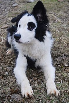 a black and white dog laying on the ground