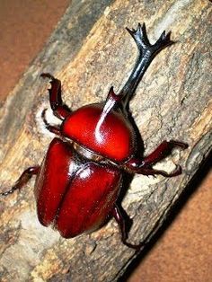 a red beetle sitting on top of a tree branch