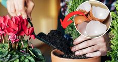 a person is digging dirt into a potted plant with eggs in it and another hand holding a shovel