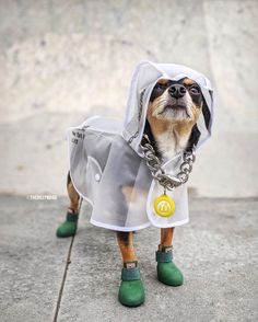 a dog dressed up in a raincoat and rubber boots