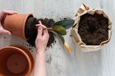 two hands are holding plants in clay pots