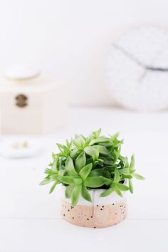 a small potted plant sitting on top of a white table next to a clock