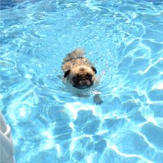 a dog swimming in a pool with blue water