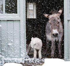 Baby Donkey, Donkeys, Dog Photography, Christmas Animals, 그림 그리기, The Snow, Animal Kingdom, Christmas Humor, Barn Door