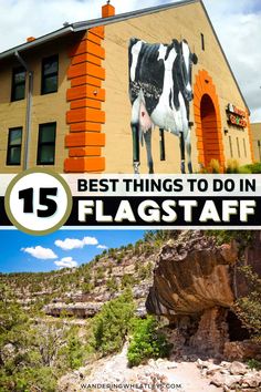 the top five things to do in flagstaff, including an image of a cow