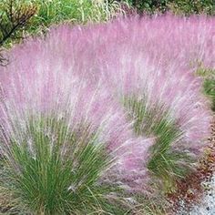 purple flowers are growing in the middle of a graveled area with trees and bushes behind it