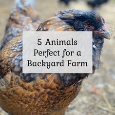 a close up of a chicken with the words 5 animals perfect for a backyard farm