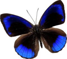 a blue and brown butterfly with black wings