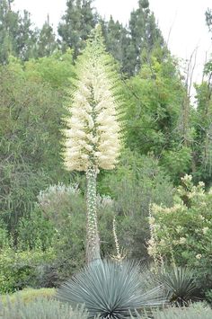 a large white flowered plant in the middle of a forest filled with lots of trees